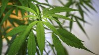 Terkait Ganja yang Disebut Bisa Obati Asma, BNN: Pendapat Ngawur