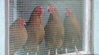 Di Tengah Wabah Virus Corona, China Hadapi Ancaman Flu Burung
