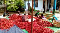 Buah dan Sayur Petani Kaki Gunung Rinjani Diminati Mancanegara