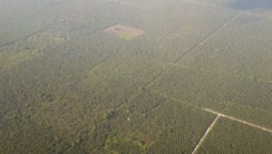 Harga Sawit Pekan Ini Rp1.402,95 per Kg