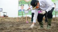 Langkah Riau Menuju Swasembada Pangan