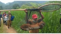 Heboh, Warga Tilatang Kamang Agam Dapat Kucing Emas