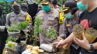 Polisi Temukan Ladang Ganja di Kawasan Hutan Gunung Bukit Tunggul