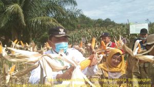 Bupati Mian Dukung Potensi Jagung VUB di Bengkulu Utara