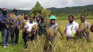 Panen Raya Padi Sawa Di Kampung Sobey Indah, Distrik Teluk Duairi, Simbolis Dilakukan Oleh Bupati Teluk Wondama