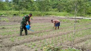 Sukseskan Ketahanan Pangan Babinsa Fakfak Timur Dampingi Para Petani