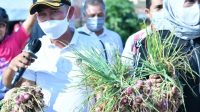 Bupati Bangka Mulkan Panen Perdana Bawang Merah Di lahan Pemkab Bangka