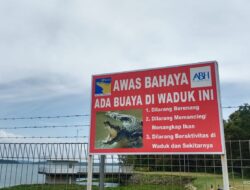 Viral Penampakan Buaya, BP Batam Imbau Masyarakat Waspada