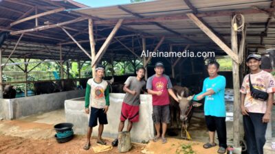 Pengakuan Tegas Kepala Kandang Ternak Lembu Henri Sei Lekop