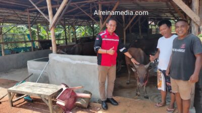 Tok! Camat Cek Lokasi Peternakan Lembu Henri di Sei Lekop