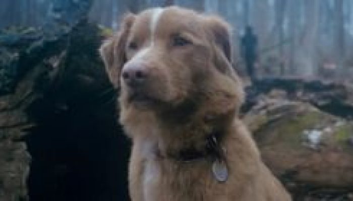 Film Good Boy Tayang di CGV Grand Batam Mall Hari Ini, Kengerian dari Seekor Anjing