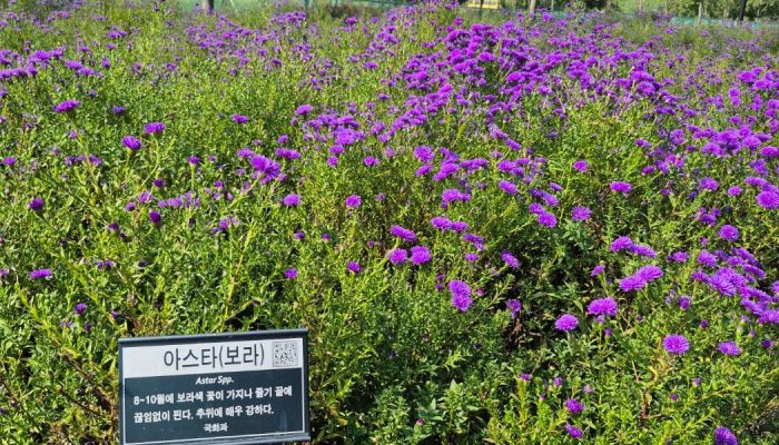 Gumi’s Chuseok: Floral Beauty and Samulnori Rhythms