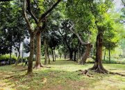 Mengunjungi Taman Cattleya, Wisata Hijau di Jakarta Barat