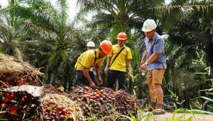 CSRA Pastikan Wilayahnya Bukan Kawasan Hutan