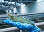 Udang Indonesia Kembali Masuk Pasar AS Setelah Lulus Uji Radioaktif