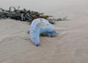 Caution: Deadly Sea Creature Spotted