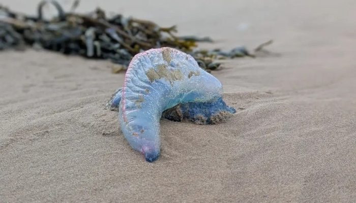 Caution: Deadly Sea Creature Spotted