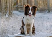 This 2-Year-Old Girl’s Life Was Saved by a Brave Dog
