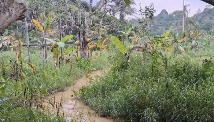 Lumpur Abu-abu Mengancam Tanaman Petani di Samarinda