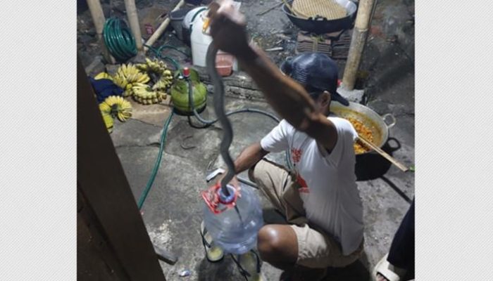 Dapur Geger: Kobra Muncul, Hajatan Bubar!