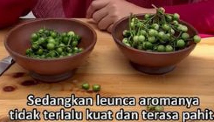 Pokak vs. Leunca: Kembar Tapi Tak Sama!