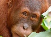 Tragis: Orangutan Tapanuli Langka Ditemukan Mati di Tumpukan Kayu