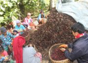 Nepal’s Cardamom Boom: Diversify Exports Now