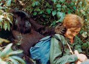 Kisah Dian Fossey, peneliti gorila gunung yang tewas misterius pada 1985