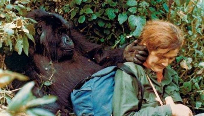 Kisah Dian Fossey, peneliti gorila gunung yang tewas misterius pada 1985