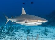 7 Ikan Berbahaya: Merkuri Tersembunyi di Piring Anda!