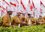 Kayu Aro: Teh Berkualitas Tinggi untuk Pasar Global