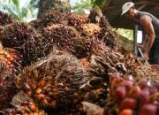 Harga Pangan Solok Selatan Anjlok Pekan Ini: Cek Daftar Lengkap