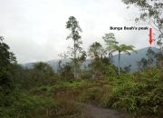 Caturra Banyuwangi: Aroma Buah & Bunga Gunung Raung