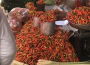 Harga Cabai Rawit Meroket Jelang Ramadan di Sigi