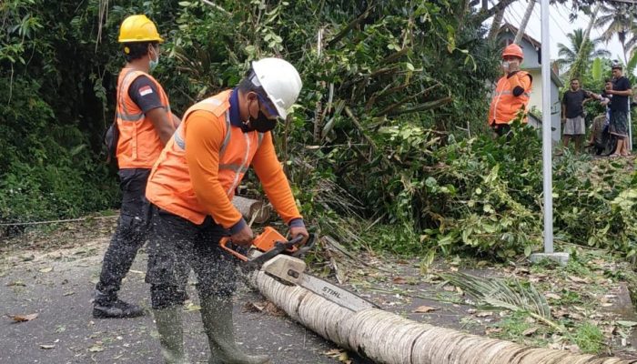 Pohon 10 Meter Tumbang Timpa Jalan di Sibetan Bali Dini Hari