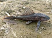Mengapa Ikan Sapu-Sapu Dikubur? Ini Jawabannya!