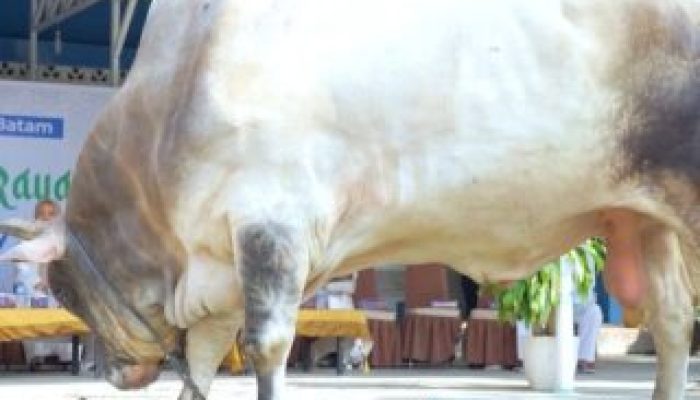 Plh Wali Kota Batam Li Claudia Menyerahkan Hewan Kurban dari Presiden Prabowo