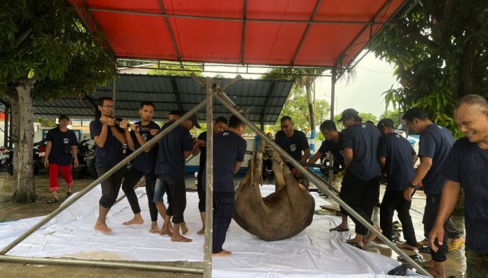 Tiga Ekor Sapi Kurban Bea Cukai Karimun Hadirkan Manfaat bagi Masyarakat