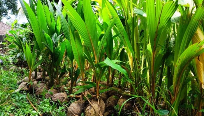 Benarkah KSB Buluh Serumpun, Mampu Sediakan 38.500 Bibit Kelapa di Natuna ?