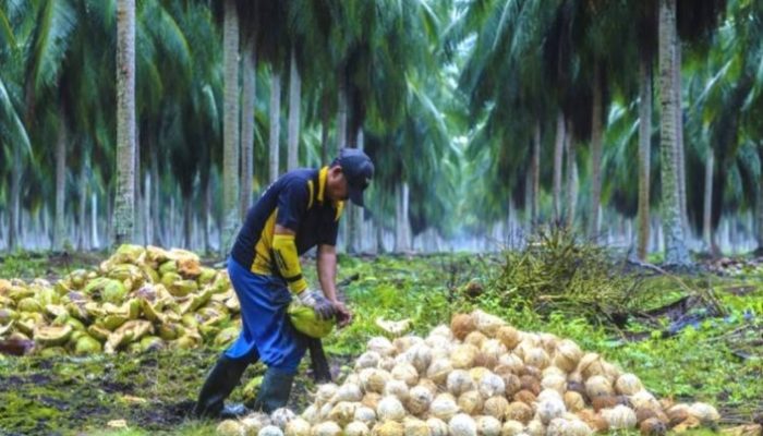 Bibit dari KSB, Proyek ke CV Air Bunga: Siapa yang Diuntungkan?