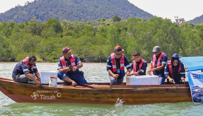 PT Timah Telah Restocking Ribuan Kepiting Bakau di Karimun