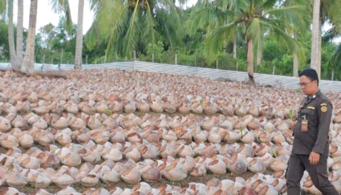 Kelapa Natuna Anjlok, Bibit Selangit