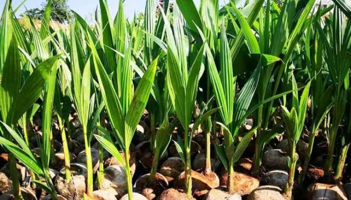 Kementan Kucurkan Rp1,48 Miliar untuk 38.500 Bibit di Natuna